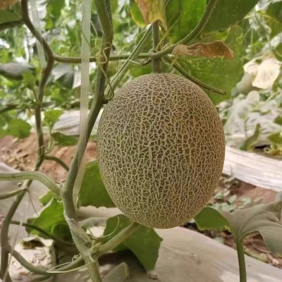 超甜哈密瓜斤网纹瓜当季水果甜瓜香瓜蜜瓜西州蜜产地直发香甜多汁