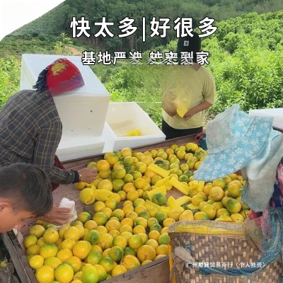 顺丰空运云南冬蜜黄晶果新鲜黄金果西双版纳黄金牛奶果雅美次日达