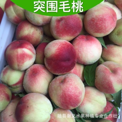 湖北随州市随县桃子油桃毛桃水果专业代办代收代购万亩桃子基地