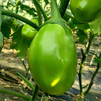 河南新鲜绿茄子农家自种蔬菜现摘现发1斤3斤5斤青茄子亚马逊包邮