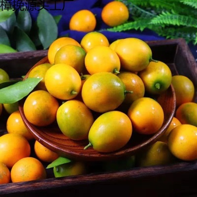 广西桂林脆皮金桔新鲜水果产地摘发小果当季5斤大果