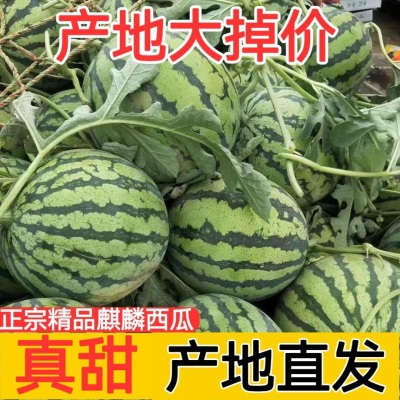冰糖麒麟西瓜当季新鲜超甜现摘皮薄无籽有籽整箱水果