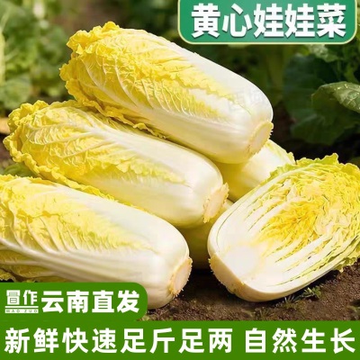 云南高原露天娃娃菜新鲜小娃娃黄心娃娃菜菜挖火锅蔬菜农家自种