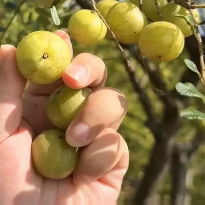 广西油甘果新鲜采摘野生余甘果酸水果当季新牛甘果油柑滇橄榄果