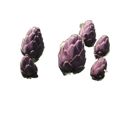 云南稀有大果紫色洋蓟朝鲜菊新鲜蔬菜