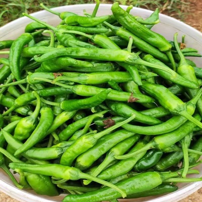 樟树港农家新鲜辣椒10斤青辣椒现摘下饭湘菜湖南特产顺丰产地直发