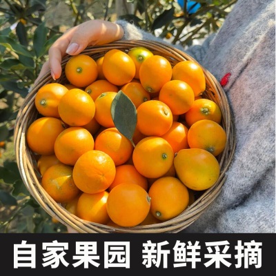 正宗广西融安脆蜜金桔第三鲜果大果新鲜脆蜜金柑应季水果礼盒装