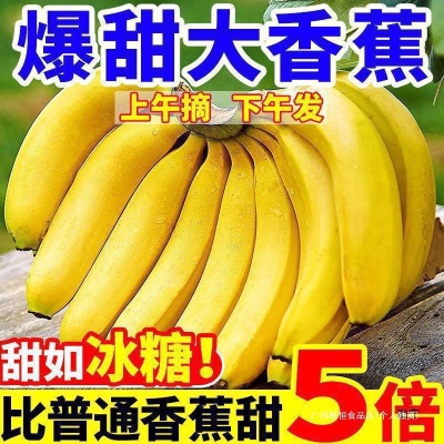 10大包邮芭蕉香蕉W又5香蕉整箱2好吃斤批高山当季新鲜水果香甜斤
