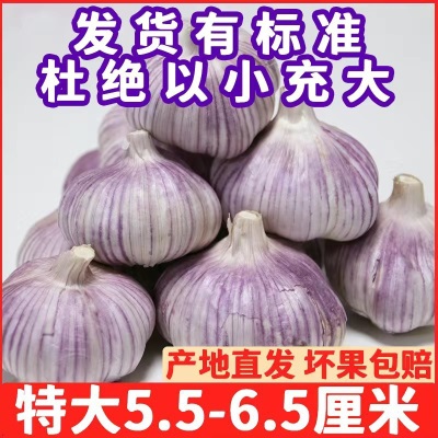 山东新鲜大蒜批发降价带头大蒜头金乡子大紫皮干蒜红皮