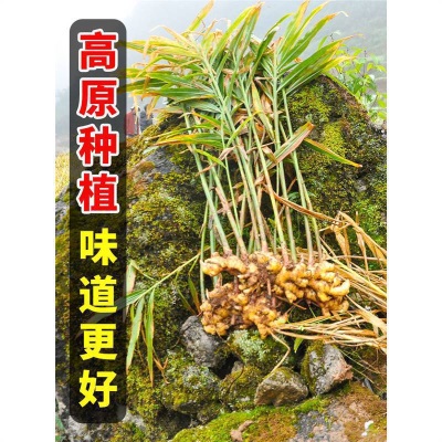 云南小黄姜生姜新鲜罗平小黄姜月子姜老姜山地土姜沙姜蔬菜