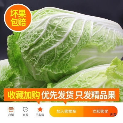 山东潍坊大白菜新鲜10斤包邮鲜嫩蔬菜农家自种黄心包心菜整颗白菜