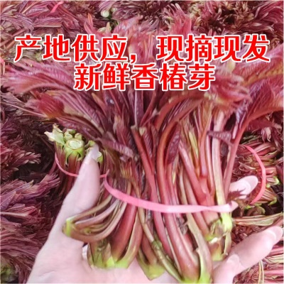 春季新鲜香椿芽食用露天产地采摘一斤装红香椿嫩芽叶供应批发