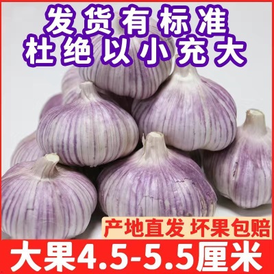 山东新鲜大蒜批发降价带头大蒜头金乡子大紫皮干蒜红皮