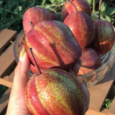 正宗陕西彩虹梨9斤整箱当季新鲜水果薄皮梨子10批发包邮5斤红皮梨