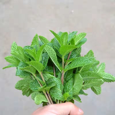 云南新鲜薄荷叶可食用薄荷留兰香泡水奶茶店装饰鸡尾酒烘焙可吃厂
