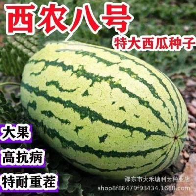高产西农八号西瓜种子特大懒汉王西瓜种子超甜四季田园西瓜种子