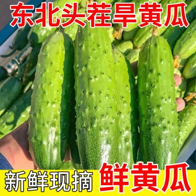 新鲜头茬东北旱黄瓜刺黄瓜小青瓜甜脆可口农村味道现摘现发