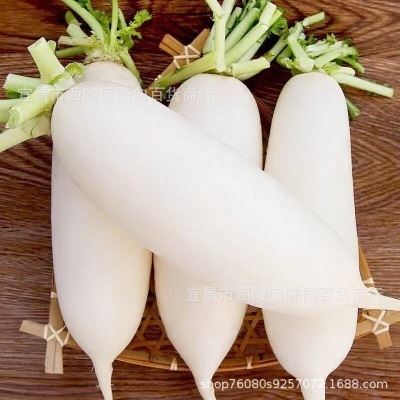 打霜新鲜萝卜白萝卜现挖现发泡菜用萝卜新鲜农家脆甜生吃当季火锅