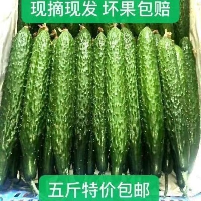 黄瓜现摘现发农家自种应季蔬菜新鲜美味生吃清脆爽口青瓜厂家批发