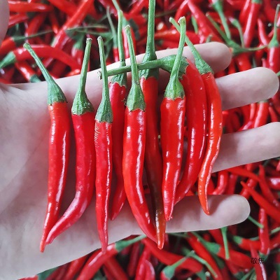 小米椒5斤红辣椒新鲜现摘辣小米辣椒朝天椒农家土蔬菜鲜叶菜类