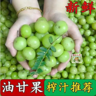 新鲜采摘青油甘果余甘果牛甘果滇橄榄果油柑酸水果余甘子榨汁
