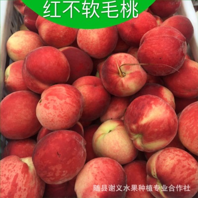 湖北随州市随县桃子油桃毛桃水果专业代办代收代购万亩桃子基地