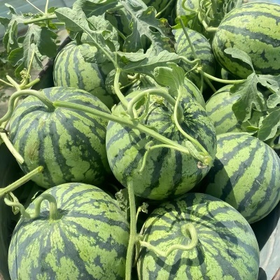 正宗云南麒麟西瓜当季新鲜水果头茬现摘美都无籽脆甜多汁整箱包邮
