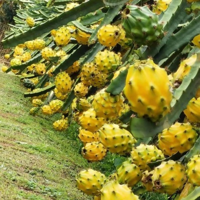 【产地直发】新鲜燕窝果罕见稀有麒麟果黄金果甜孕妇水果整箱