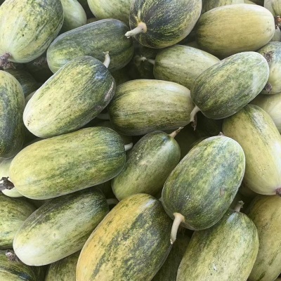 山东金冠甜瓜应当季水果蜜瓜整件包邮新鲜甜瓜金冠蜜瓜一件代发