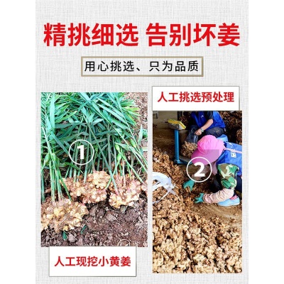 云南小黄姜生姜新鲜罗平小黄姜月子姜老姜山地土姜沙姜蔬菜