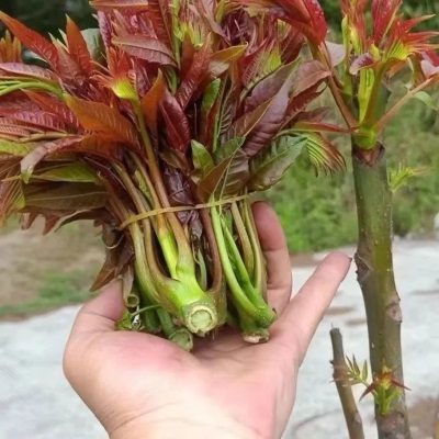 新鲜香椿头茬芽红油芽当季春芽菜露天菜蔬菜嫩芽野生厂家代发