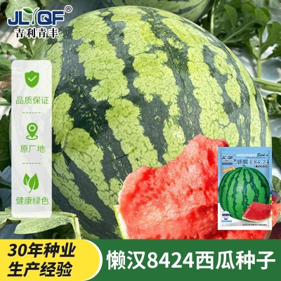 懒汉麒麟王8424西瓜种子籽超甜高产早熟薄皮西瓜王种子瓜果种子