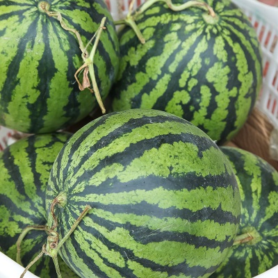 正宗云南麒麟西瓜当季新鲜水果头茬现摘美都无籽脆甜多汁整箱包邮