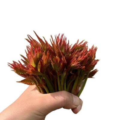 新鲜香椿头茬芽红油芽当季春芽菜露天菜蔬菜嫩芽野生厂家代发