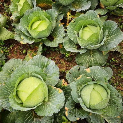 现摘四川莲花白新鲜包菜农家卷心菜绿甘蓝手撕白菜蔬菜5/10斤批发