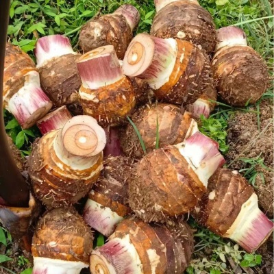 2025云南荔浦大芋头新鲜蔬粉香软糯荔浦新鲜芋头现挖大果产地直发