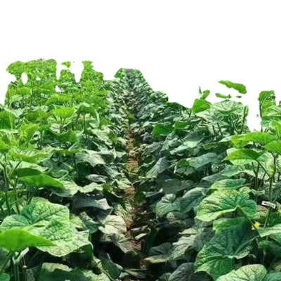 黄瓜现摘现发农家自种应季蔬菜新鲜美味生吃清脆爽口青瓜厂家批发