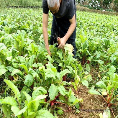 四川红皮萝卜泡菜萝卜非胭脂萝卜农家新鲜萝卜四川泡菜用有坏包赔