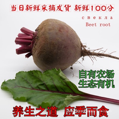 甜菜根新鲜现挖5斤甜菜头紫菜头红甜菜农产品蔬菜红菜头包邮散装