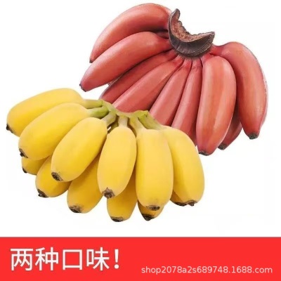 正宗红美人苹果粉香蕉双拼红皮蕉新鲜现砍当季水果红皮孕妇包邮
