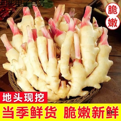 新鲜嫩姜生姜鲜姜仔姜子姜新鲜现挖姜芽糖醋姜泡姜蔬菜非小黄姜