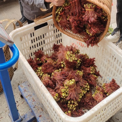 春季新鲜香椿芽食用露天产地采摘一斤装红香椿嫩芽叶供应批发