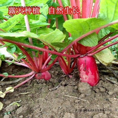 四川红皮萝卜泡菜萝卜非胭脂萝卜农家新鲜萝卜四川泡菜用有坏包赔