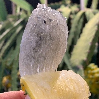 【产地直发】新鲜燕窝果罕见稀有麒麟果黄金果甜孕妇水果整箱