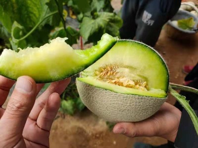超甜哈密瓜斤网纹瓜当季水果甜瓜香瓜蜜瓜西州蜜产地直发香甜多汁