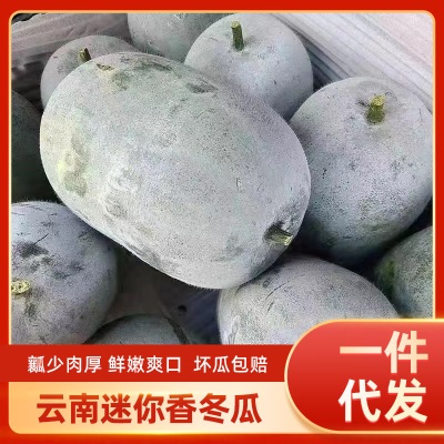 云南小冬瓜新鲜迷你小冬瓜成熟冬瓜批发农家自种新鲜蔬菜现摘现发