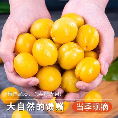 现摘敦煌李广杏新鲜水果孕妇杏子整箱当季时令敦煌甜油杏水分足甜