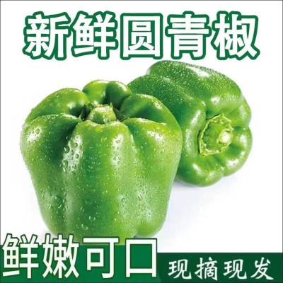 新鲜青椒圆椒甜椒不辣灯笼椒（发货后不退，破损丢件可补发）