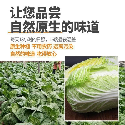 山东潍坊大白菜新鲜10斤包邮鲜嫩蔬菜农家自种黄心包心菜整颗白菜