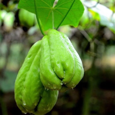 云南佛手瓜新鲜洋瓜丰收瓜福寿瓜洋茄子农家自种当季蔬菜现摘现发